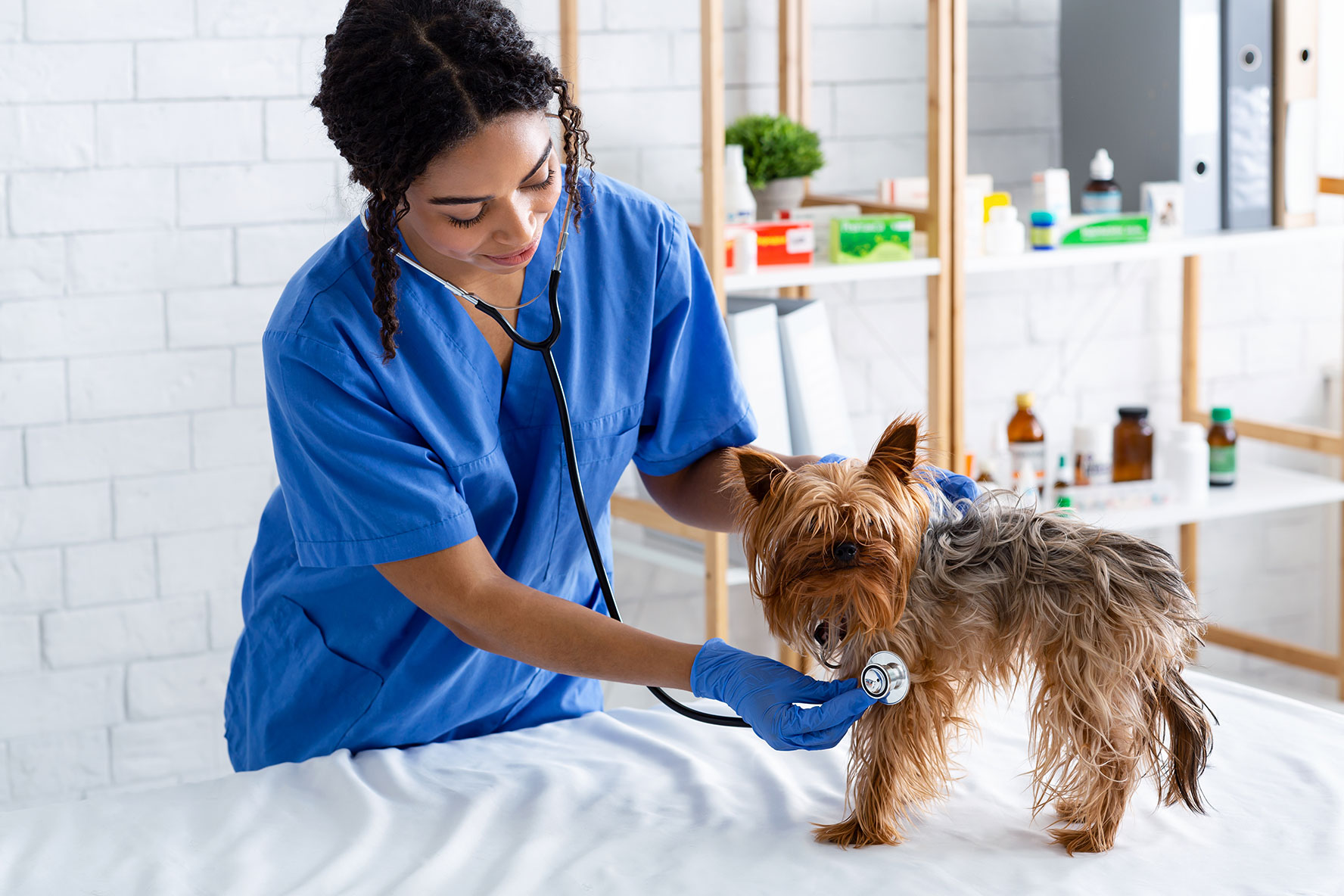 Rise in Pet Ownership and The Importance of Pet Insurance
