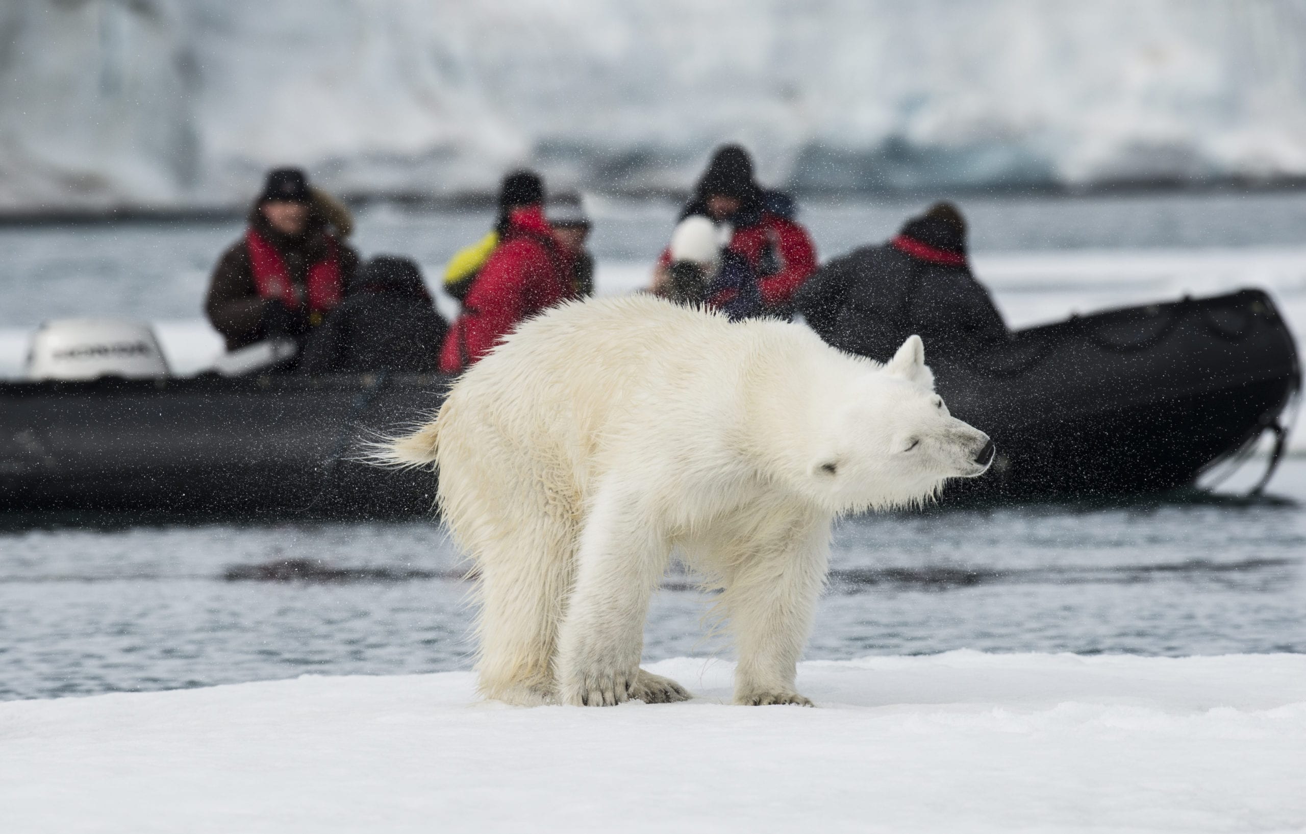 Polar Bear Safaris in Canada